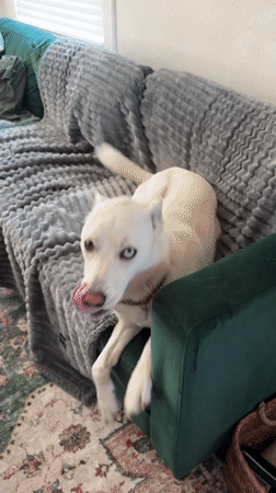 Heterochromia-eyed dog lounging around a Tacoma home