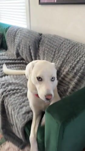 Heterochromia-eyed dog lounging around a Tacoma home