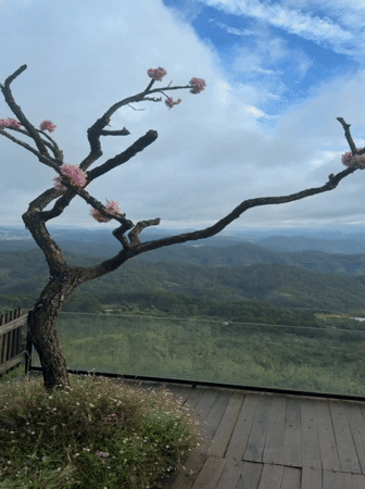 Mountain overlook visit in Phát Chi with valley views and a dressed-up poodle