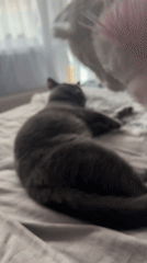 Domestic life moments captured in Dobrich home over six minutes