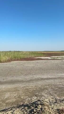 The video captures a wide, flat, arid landscape under a clear blue sky. The foreground consists of dry, cracked earth with patches of sparse, low-lying green vegetation. Further back, there are areas of shallow water or damp earth, interspersed with reddish-brown and green plants, likely salt-tolerant vegetation. A line of taller, reedy plants, predominantly green with some reddish hues, stretches across the mid-ground. In the distance, rolling hills covered in dry grasses and scattered bushes are visible, fading into a hazy horizon. The scene appears to be a salt flat or a dried-up lakebed. No people or animals are present. The lighting suggests it is daytime, likely late morning or early afternoon.