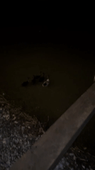 Ducks spotted swimming at night in Ivanyane, Bulgaria
