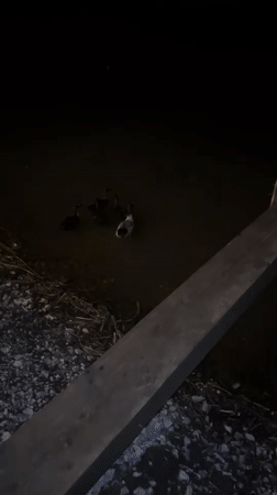Ducks spotted swimming at night in Ivanyane, Bulgaria