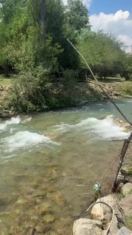 A clear, fast-flowing river winds through a wooded area. The water is shallow, revealing rocks and pebbles on the riverbed. Lush green trees and bushes line the banks, with a bright blue sky visible above. A thin branch extends from the right side of the frame over the water.