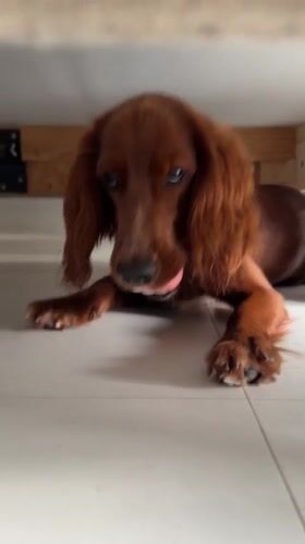 Irish Setter plays at home near a Guanyin shrine, Chang Phueak