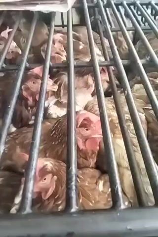 The video shows a close-up view of chickens packed tightly inside a metal cage. The chickens appear to be of various brown and white feathered varieties. Their heads are visible between the bars of the cage, and many have pink combs and wattles. The lighting suggests an indoor environment, possibly a farm or market. The camera is positioned at a slight downward angle, looking into the cage.