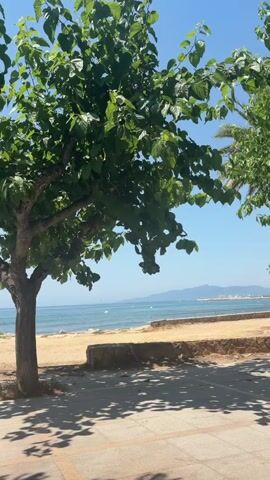 A video shows a view of a beach on a sunny day. The foreground is a paved walkway with dappled shade from trees. To the left, a large tree with green leaves dominates the frame. To the right, another tree with green needles is visible, along with a palm tree in the distance. Beyond the trees, a sandy beach stretches out, bordered by a low stone wall. The ocean is visible in the background, with calm blue water and a distant coastline. There are a few boats on the water, and the sky is clear blue.