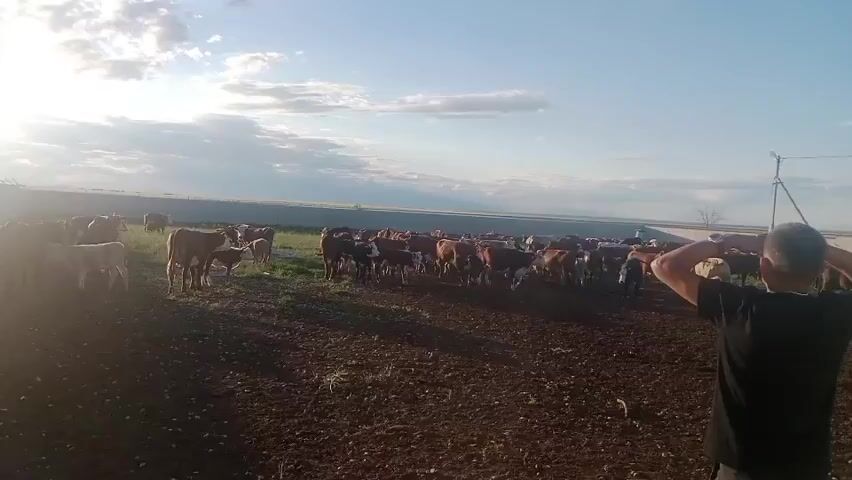 A herd of cattle stands in a dusty pen under a bright, cloudy sky. A person wearing a black shirt is facing away from the camera, with their hands clasped behind their head, looking towards the cattle. The sun is low on the horizon, casting long shadows across the ground. The ground is dry and brown, with some patches of sparse vegetation. The cattle are a mix of brown and white, and they appear to be mostly calm, with some individuals grazing. The pen is enclosed by a fence in the background, and there is a utility pole visible on the right side of the frame.