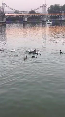 A flock of ducks swims in a body of water. In the background, a bridge spans the water and is illuminated with lights. A swan-shaped paddle boat is visible on the water near the bridge. The sky appears overcast and the overall lighting suggests it is either dawn or dusk.