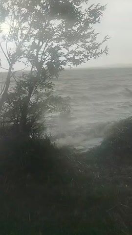 The video shows a choppy body of water, likely a lake or ocean, with waves crashing. Trees and foliage are in the foreground, obscuring part of the view. The lighting suggests an overcast or stormy day. The water is turbulent, with whitecaps and spray visible. A fallen tree or large piece of driftwood is partially submerged in the water near the shore. The overall atmosphere is one of natural power and potential danger.