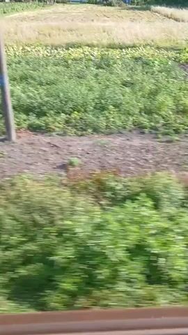 The video shows a blurry, side-view of a rural landscape, likely from a moving vehicle. The foreground is dominated by green foliage and a dark, horizontal line that appears to be part of the vehicle's interior. The middle ground reveals a cultivated field with patches of dark soil and green plants, possibly crops such as corn and leafy vegetables. Further in the background, dry grasses and more distant trees are visible under a bright sky. The overall impression is of a serene, agricultural setting observed in motion.