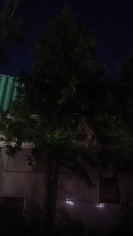 The video shows a dimly lit outdoor scene at night. The focus is on lush green trees in the foreground, obscuring a section of a concrete wall behind them. Some faint lights are visible on the wall. To the right, a silver vehicle is partially visible, parked next to the trees. In the background, a modern building with illuminated windows and exterior lights stands against a dark blue night sky. The overall impression is of a calm, urban night setting.