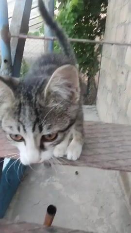 A tabby kitten with white paws and chest is standing on a metal grate that appears to be part of a step or platform. The kitten is looking down with its head tilted. The background is out of focus, but appears to be an outdoor setting with some greenery and a brick wall. The kitten's tail is raised and curved. The kitten shifts its weight and looks around.