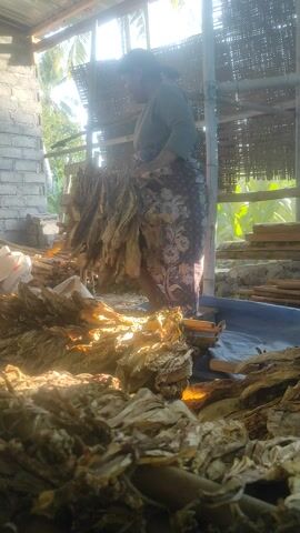 This media file captures a person engaged in the process of drying tobacco leaves in Lekor, Indonesia. The scene appears to be an open-air structure, possibly a shed or a makeshift shelter, with a thatched roof that allows sunlight to filter through. The overall setting is rustic and suggests a rural environment.

The primary subject is an individual, whose gender is not definitively clear due to the image orientation, but appears to be wearing a dark top and a floral patterned skirt or sarong. They are bent over, actively working with bundles of dried tobacco leaves. These leaves are arranged in large bunches, some hanging, and others are being handled by the person. The tobacco leaves are a prominent feature, appearing dry, brittle, and golden-brown, illuminated by the sunlight.

The activity involves the handling and possibly sorting or arranging of the tobacco leaves for drying. This is a common practice in tobacco cultivation, where leaves are hung to cure and dry before further processing. The sunlight suggests it is daytime, likely morning or afternoon, given the quality of light and shadows. The weather appears to be fair and sunny, conducive to drying agricultural products.

Notable details include the texture of the dried tobacco leaves, the woven or thatched material of the roof, and the rough texture of the brick wall in the background. There is a glimpse of greenery and trees outside, indicating a natural surrounding. The overall mood is one of diligent work and agricultural labor. No explicit text is clearly legible in the media file.