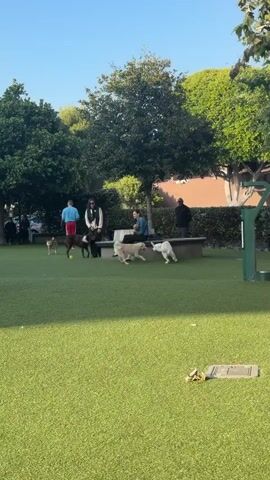 This video captures a vibrant outdoor scene at a dog park in West Hollywood, United States of America, under a clear, sunny sky. The park features an expansive area of green artificial turf, dotted with several mature trees that provide shade and character to the landscape.

In the midground, multiple people and dogs are visible. Two adults are seated on a light-colored bench, observing the park activity. One person, wearing a dark top, is engrossed with something on their lap, while another, in a blue shirt, sits relaxed. Standing nearby are other adults, including one in a light blue shirt and red shorts, and another in dark attire. To the right, another individual stands near a green, outdoor water station designed for dogs.

Several dogs are actively playing and interacting. A dark brown dog is seen near the bench, engaging with a small, yellow-green ball. A light-colored dog, possibly a Golden Retriever or similar breed, is retrieving a red ball near the water station. Another light-colored dog is also present closer to the bench. In the background, additional dogs and people can be faintly observed, adding to the lively atmosphere. The activity revolves around the dogs playing and their owners supervising or relaxing.

Towards the end of the video, a large black and tan Rottweiler enters the foreground, looking directly towards the camera with a calm demeanor. The time of day appears to be late morning or early afternoon, given the bright sunlight and moderate shadows. The weather is clear and pleasant. No visible text or signage is present in the video. The overall impression is one of a well-maintained, communal space for pets and their owners.