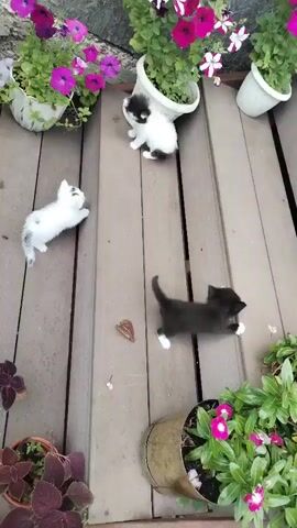 A high-angle shot shows three kittens playing on a wooden deck. One kitten, primarily white with black patches, is in the upper center of the frame, looking down. To its left, a white kitten with black markings is in a playful pose, facing away from the camera. In the lower center, a black kitten with white paws and chest is walking to the right. The deck is surrounded by potted plants with pink and purple flowers.