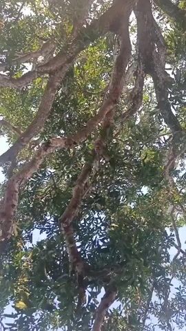 The camera looks upward through the branches of a large tree. The sun shines through the leaves, creating a bright halo around the trunk. The tree has thick, gnarled branches that spread out in all directions. The leaves are small and green. The camera pans slightly, showing more of the tree's canopy. A small house is visible in the background.