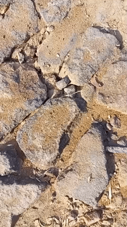Ground textures, a mango branch, and a cat in Jatipurno