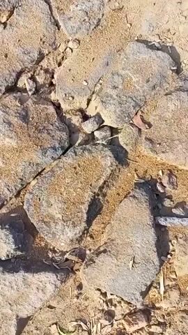 A close-up, top-down shot shows a pathway made of rough, irregularly shaped stones of various sizes, filled with dry, sandy dirt. The stones are weathered and appear to be old. Tiny specks of what appear to be ants are scattered across the surface, particularly in the sandy crevices between the stones. The overall impression is of a dry, natural outdoor environment, possibly a path or ancient ruins.