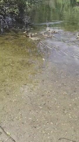 The video captures a serene natural scene with a flock of ducks swimming in a shallow, clear body of water. The water's bottom is visible, revealing a sandy or gravelly substrate dotted with small pebbles and the occasional fallen leaf or twig. Sunlight filters through the water, creating a dappled effect on the bottom. 

On the left side of the frame, dense green foliage from overhanging trees or bushes creates a shaded canopy, casting dark shadows on the water's surface. The ducks, mostly appearing to be mallards based on their coloration, are spread out and paddling gently, some in a line and others more dispersed. Their movement creates subtle ripples on the water. 

The overall atmosphere is peaceful and tranquil, suggesting a calm day in a natural environment. The bright sunlight indicates it is daytime, likely mid-morning or afternoon, and the clear water suggests good weather. The scene is evocative of a park, pond, or quiet riverbank, common in a place like Ballerup, Denmark. There is no visible text in the media.