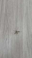 Mosquito spotted resting on wooden surface in Podgorica