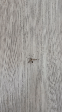 Mosquito spotted resting on wooden surface in Podgorica