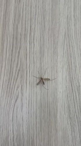 Mosquito spotted resting on wooden surface in Podgorica