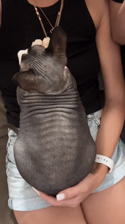 Quiet domestic moments with pets and family in Netanya