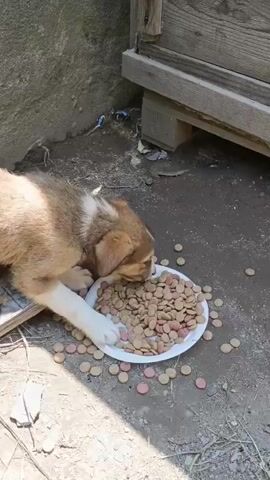 Two puppies are eating from a white plate of kibble on the ground. The puppy on the left is light brown and white, while the puppy on the right is black and white. The ground is dirt and there are scattered pieces of kibble around the plate. Behind the puppies is a wooden structure.