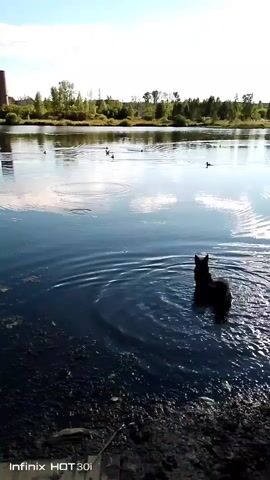 A dog stands in dark, shallow water near the shore of a lake. The dog's back is to the camera and it appears to be facing something in the water. The water has some debris and aquatic plants floating on the surface. In the distance, there is a line of trees and a tall industrial smokestack with a building. The sky is blue with some white clouds. Several ducks are visible on the water in the middle ground.