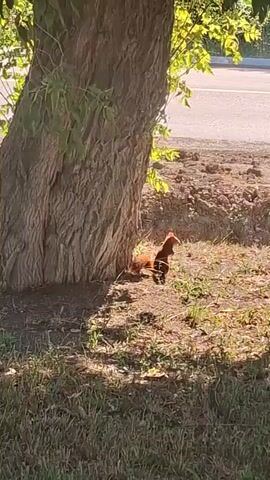 The video shows a squirrel standing on its hind legs in a patch of grass next to a tree. The squirrel is facing the right and its tail is curled over its back. Sunlight is shining on the squirrel, creating a shadow. In the background, there is a road and some dirt. The video is brief and does not contain any dialogue or audio.