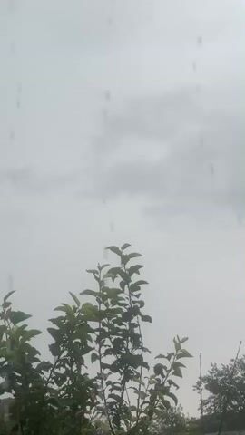 The video shows a close-up of trees against a gray, overcast sky. Raindrops are visible falling through the air, creating streaks against the sky. The trees are green and leafy, and they fill the bottom half of the frame. The overall mood of the video is somber and peaceful, suggesting a quiet moment during a rain shower.