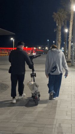 Dog rides folded scooter during evening walk in Tel Aviv