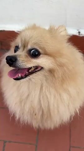 This is a close-up, vertical video of a light brown Pomeranian dog looking directly at the camera. The dog's mouth is open, its pink tongue is sticking out, and it appears to be panting or smiling. Its eyes are wide and dark, giving it an alert and somewhat startled expression. The dog has fluffy fur, typical of the breed. The background is blurred but suggests an outdoor setting. The ground beneath the dog appears to be made of terracotta-colored tiles, possibly a patio or walkway. A white wall or surface is visible at the top of the frame. The lighting suggests it is daytime. There is no visible text in the video. The overall mood is playful and energetic, captured through the dog's animated expression.