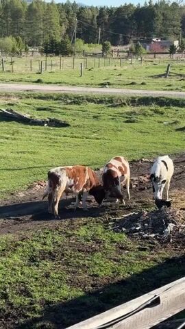 The video shows three cows in a field on a sunny day. Two of the cows, both brown and white, are butting heads. The third cow, which is white with black spots, stands nearby. The field is green and grassy, with a dirt path in the middle. A fence runs along the edge of the field, and trees are visible in the background.
