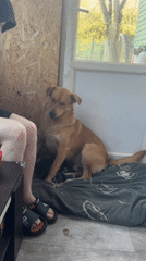 Dog and owner share quiet moments in Russian home