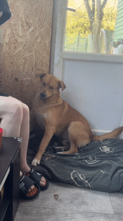Dog and owner share quiet moments in Russian home