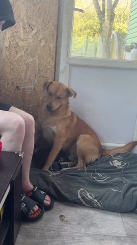 Dog and owner share quiet moments in Russian home