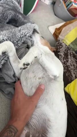 A hand gently rubs the belly of a white and brown dog lying on its back. The dog is on a couch with gray and plaid blankets. A basket with books is visible in the background.