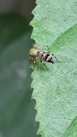 The video shows a small spider on the edge of a green leaf. The spider has a light-colored body with black and white markings. It's stationary, clinging to the leaf's edge. The background is a blurred green.