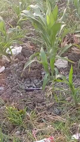 A close-up shot captures a field of young corn plants. The soil appears dry and clumpy, with sparse dry grass and some white debris scattered around the base of the plants. A dark object, possibly a pen or pencil, lies horizontally on the soil between two of the corn stalks. The corn plants are green and healthy, with broad leaves reaching upwards. The lighting suggests it is daytime, possibly late afternoon due to the angle of light.