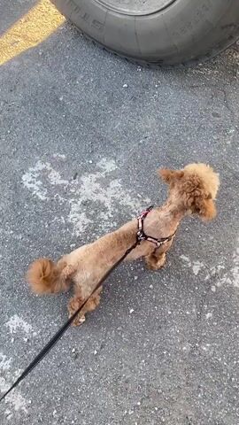 A small, tan poodle mix is on a leash and harness, standing on a paved surface that appears to be asphalt or concrete. The dog is facing right and looking towards the viewer. A portion of a large tire is visible in the upper left corner of the frame. The ground has some white and grey patches, possibly from paint or concrete stains. The lighting suggests it is daytime, with shadows indicating sunlight. The dog's tail is held high and curved. The dog is looking directly at the camera with a slightly curious or expectant expression. The harness is black with pink and white accents. The dog's fur is clipped short on its body, with longer fur on its head, tail, and legs. The overall scene appears to be outdoors, possibly in a parking lot or on a street. No text is visible in the frame. The location is identified as Mais'ke, Ukraine.