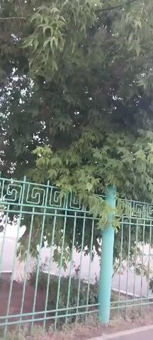 The video shows a moving shot of a green metal fence with a Greek key pattern and vertical bars. Behind the fence, there are trees with green leaves. The camera is moving from left to right, and the shot is slightly blurry due to the movement. In the background, a building with windows and a red roof can be seen through the fence. The ground in front of the fence appears to be a sidewalk or paved area.