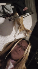 Woman documents late-night walk with dog, encounters climbing cat in Budva