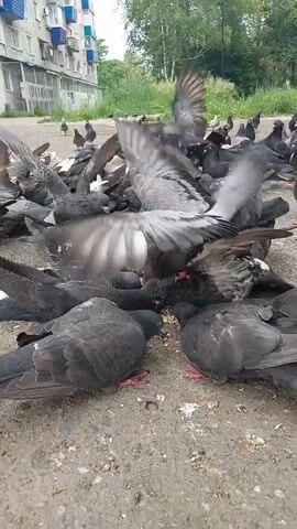 A large flock of pigeons are gathered on a paved surface, pecking at food scattered on the ground. The pigeons are mostly gray and black with some white markings. Their wings are spread and their heads are down as they eat. In the background, a multi-story building with blue and white accents is visible, along with trees and vegetation. The overall scene suggests an urban environment where the pigeons have congregated for a meal.