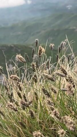 The video shows a close-up view of grass and flowering seed heads blowing gently in the wind against a background of distant, blurred green hills under a cloudy sky. The foreground is dominated by light green and beige grasses, with the dark brown seed heads rising above the blades. The hills in the background are muted in color and appear misty or hazy. The camera is static and there are no people visible in the frame. The focus is primarily on the plants in the foreground.