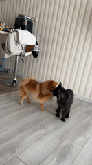 Orange Pomeranian and black cat play on a wooden floor