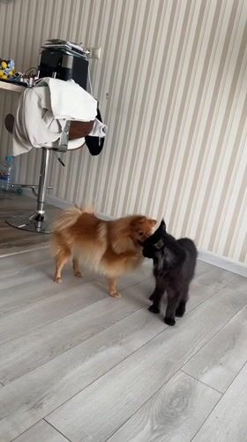 Orange Pomeranian and black cat play on a wooden floor