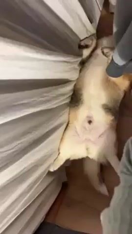 Here's a detailed description of the video:

A dog, possibly a corgi mix due to its color pattern and short legs, is lying on its back on a wooden floor. Its belly is exposed, showing white fur with tan and gray markings along its sides. The dog's paws are slightly curled up. 

To the left of the dog is the side of a bed with light-colored, pleated bedding.  A person wearing gray sweatpants stands near the dog. Their foot is visible in the frame, partially obscuring the dog. The camera angle is from directly above, looking down at the dog.  The lighting appears to be indoor lighting.