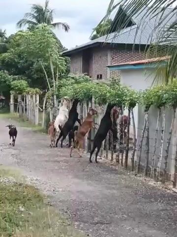 A group of goats is standing on their hind legs, reaching over a wooden fence to eat leaves from trees. The goats are of various colors including black, white, and brown. Some smaller goats are also visible. The fence is made of rough wooden posts and branches. The ground in front of the fence is a dirt path. Behind the fence, there are trees with green leaves and vegetation. In the background, there are buildings, one made of brick and another with a light-colored wall and a blue roof. The overall environment appears to be rural or semi-rural.
